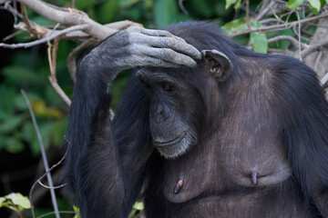 Poster - Chimpanzee (Pan troglodytes)