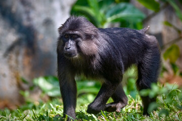 Wall Mural - Tonkean macaque (Macaca tonkeana) is a species of primate