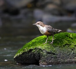 Wall Mural - Dipper on the River Cynon, South Wales