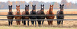 © theevening - Lineup of horses, horses putting their heads together on a field behind a fence.