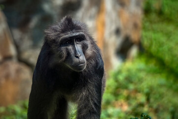 Wall Mural - Tonkean macaque (Macaca tonkeana) is a species of primate