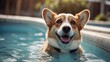 © Den Boro Day - happy corgi dog swimming in a swimming pool, Poolside pet relaxation, Summertime fun, Dog and pet friendly vacation.