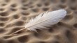 © Den Boro Day - White feather on rippled sand close-up view.