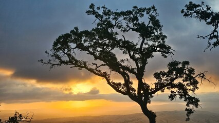 sunset in the forest