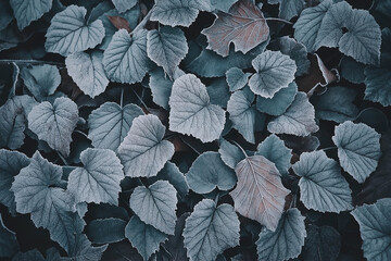 Abstract  background, close-up of fallen leaves covered with frost 