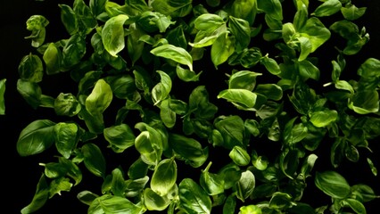 Poster - falling basil leaves, isolated on black background.