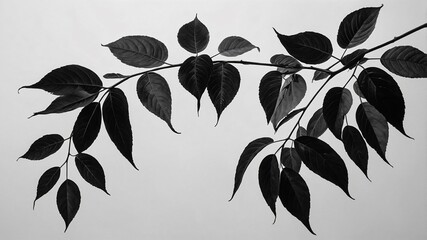 Poster - black and white branch with leaves 