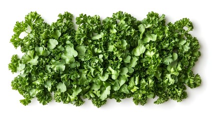 Sticker - Fresh Green Parsley Leaves Isolated on White Background.