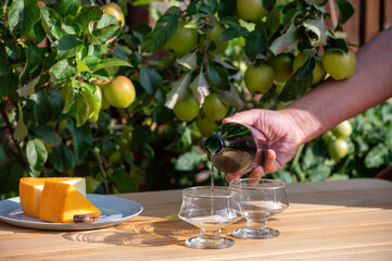 Pouring of french apple cider brut in glass made from new harvest apples outdoor in sunny orchard