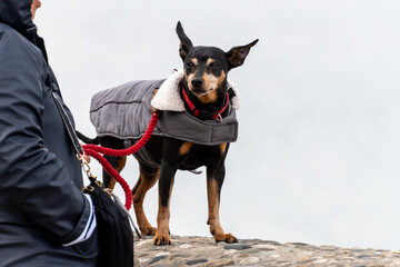 Playful dog enjoying on sandy beach on Saint Jean de Luz, France