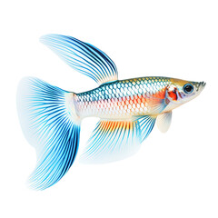 Guppy fish on white background,png