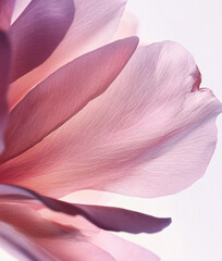 Wall Mural - Background with pink flower petals, macro detail	