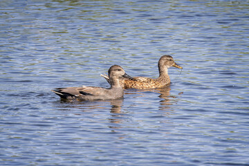 Sticker - Close up of a pair of Gadwall ducks - male and female - on lake surface