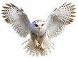 © Big - The white owl is spreading its wings and flying isolated on a transparent background