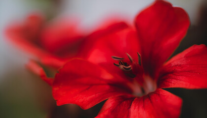 Wall Mural - Vibrant red flower blooming in a garden during springtime, showcasing intricate details and lush greenery surrounding it