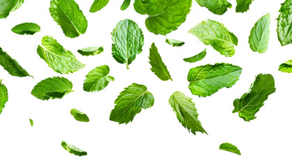 Wall Mural - Fresh mint leaves, falling peppermint foliage isolated on white background with clipping path