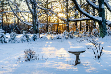Wall Mural - Setting sun shining over a winter garden