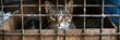 © 2rogan - Dissatisfied cat confined in a carrier at an animal shelter