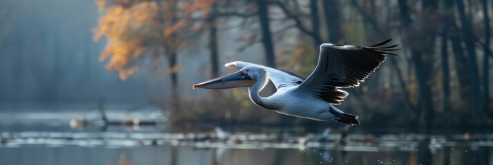 Wall Mural - Pelican soaring above the lakebank