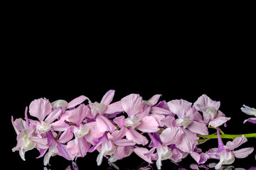 photo of beautiful flowers on black background