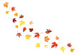 © Arlenta Apostrophe - Autumn maple leaves, orange fall leaf, thanksgiving or halloween design elements in orange red and yellow autumn colors, seasonal clip art or png design elements for border or background illustrations