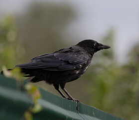 Wall Mural - crow on a fence 