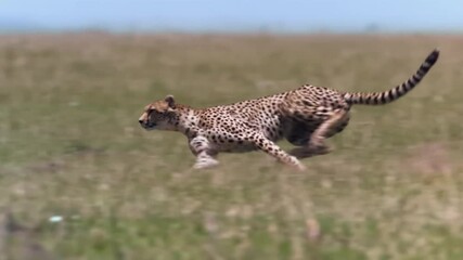 Wall Mural - cheetah running top speed super slow motion side view