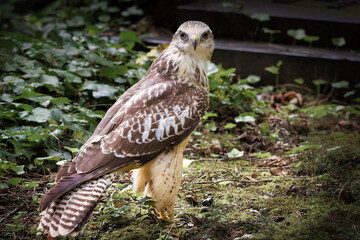 Wall Mural - young buzzard at a grave in a cemetery looks into the camera