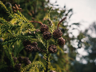 Coniferous plant
