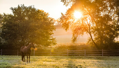 A horse with steaming breath standing in a pasture during the golden hour on a foggy morning in a banner format. 