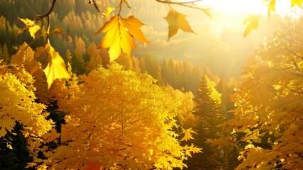 Wall Mural - Golden autumn leaves illuminate a serene forest landscape during a tranquil sunset in nature