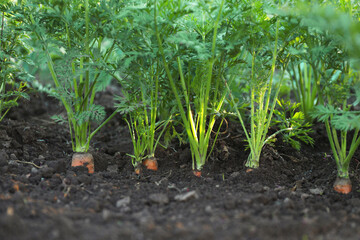 Canvas Print - Carrot plants with green leaves growing in garden, closeup