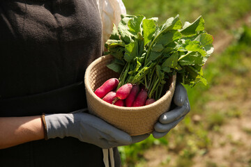 Sticker - Farmer holding freshly harvested radishes in garden, closeup