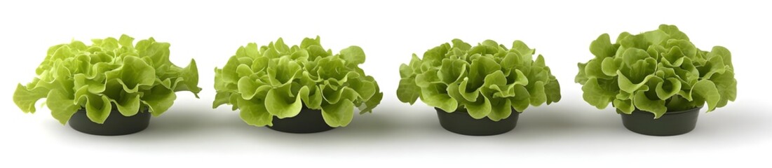 Wall Mural - Fresh Green Lettuce in Pots Isolated on White Background.