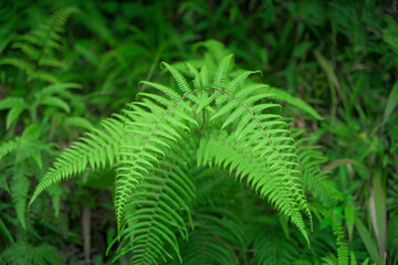 fern leaf in the forest