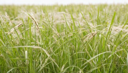  Vibrant field of tall grass perfect for nature photography