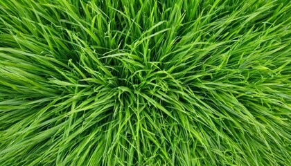  Vibrant green grass closeup