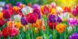 © Sujid - Vibrant mixed colors tulips blooming in a garden, tulips, flowers, garden, colorful, vibrant, spring, bouquet, flora
