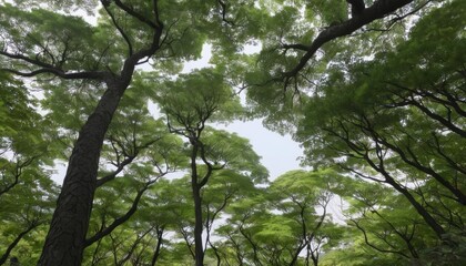 Wall Mural -  Emerald canopy of a lush forest under a clear sky