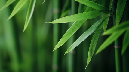 Poster - Lush Green Bamboo Leaves with Blurred Background - A close-up shot of vibrant green bamboo leaves against a blurred backdrop, symbolizing tranquility, nature, growth, resilience, and harmony.