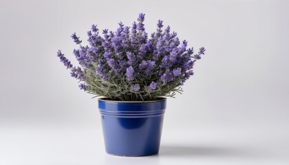 Wall Mural -  Fresh and vibrant lavender in a blue pot