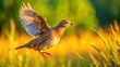 © Adisorn - A small brown quail takes to the sky, its wings beating rapidly as it rises above a sun-drenched meadow with a burst of vibrant feathers.