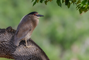 Black-crowned Night-Heron