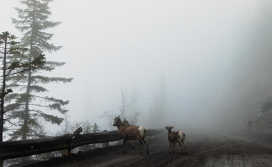 view of a herd of mountain goat with brown fur blocking a gravel road on a foggy day of summer with 