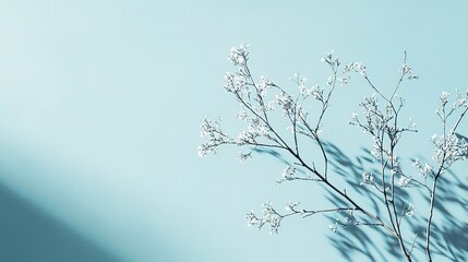 Fototapete - Minimalistic light blue background with soft lighting and shadows from tree branches for product presentation