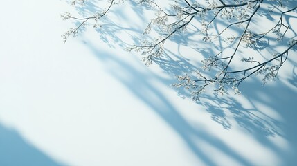Fototapete - Minimalistic light blue background with soft lighting and shadows from tree branches for product presentation