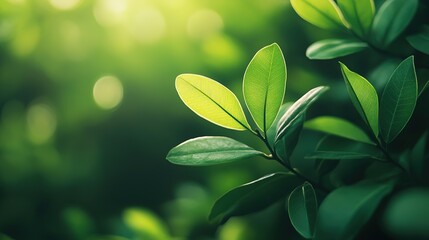 Fototapete - Modern close-up of leaves on a blurred green background, creating a premium backdrop for banners or posters