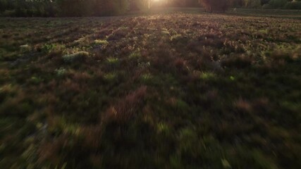 Wall Mural - low-level drone flight over field towards sunset in denmark