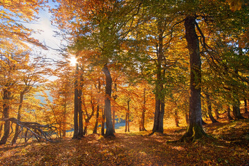 Sunlight filters through a forest of tall trees adorned with golden and orange leaves, casting a warm glow on the forest floor. The autumn colors create a serene and enchanting atmosphere.