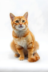 Wall Mural - A cute orange tabby kitten with large green eyes, sitting against a white background. The kitten has a fluffy coat with distinctive stripes and a curious expression.